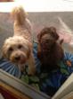 South Lake Tahoe Vacation Homes & Cabins Now Offers Pet Friendly...